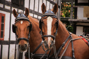 horses