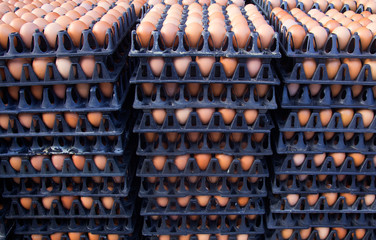 Egg, Chicken Egg in the paper container, Carton of fresh chicken eggs