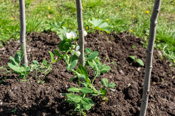Cultivated sprouts of pea cultivated on garden bed