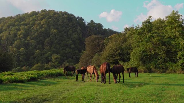 A herd of Horses with a small foal eating grass at sunset. Horses graze on a beautiful meadow.