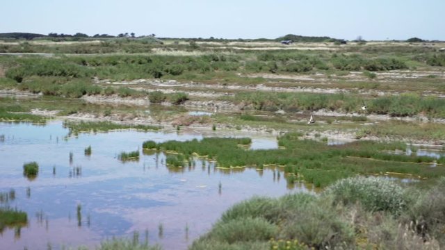 Bird flying over a salt marsh in l'Ile de R&eacute; slow motion. Marais salant - near Ars en R&eacute;