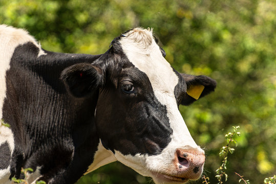 Head of a white and black dairy cow - Friesian cattle