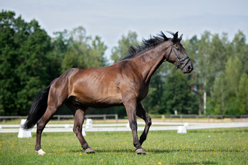 Obraz na płótnie Canvas beautiful brown horse running on a field