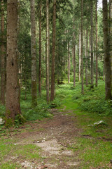Sentiero nel bosco