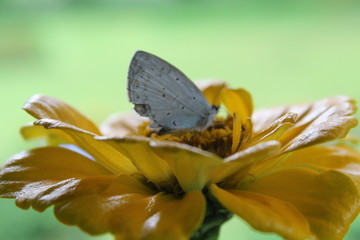 butterfly on flower