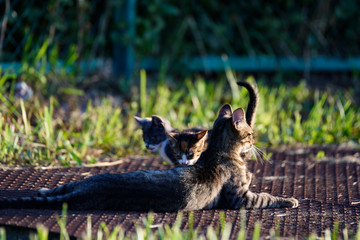 ねこ
