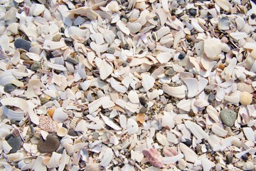 貝殻の破片 景色