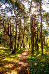 Fototapeta na wymiar forest at the Baltic sea in Poland