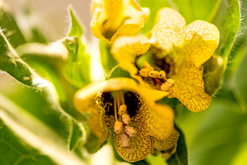  henbane, medieval medicine plant with flower
