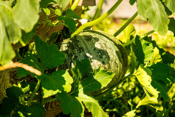 water melon in a garden