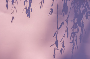 Top view of knotweed shadow on pink  background flat lay