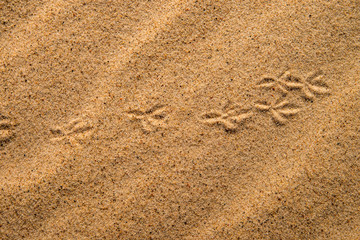 Tracks in sand