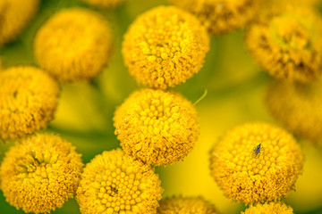 Tansy, medicinal herb with flower in summer