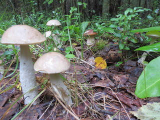 mushrooms in forest