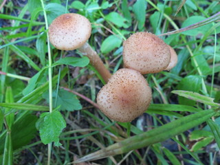 mushroom in the forest