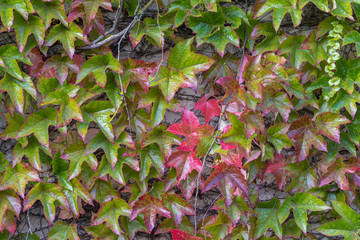 Ivy leafs red and green  