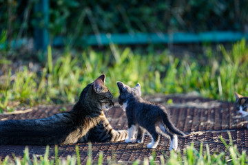 ねこ