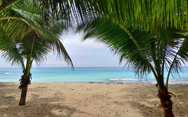 palms  sandy coast azure  sea