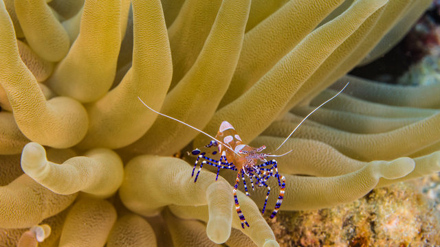 Close up of cleaner shrimp in coral reef of the Caribbean Sea