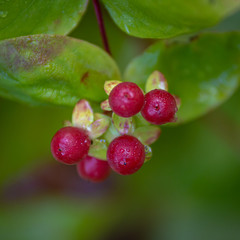 Red berries 
