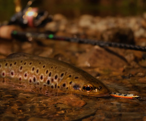 Wild Brown Trout