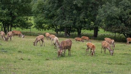 Naklejka na ściany i meble Herd of deer grazing in field