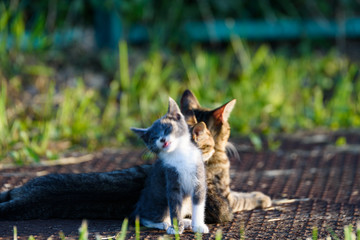 ねこ