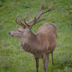 Stag in English country side with other deer