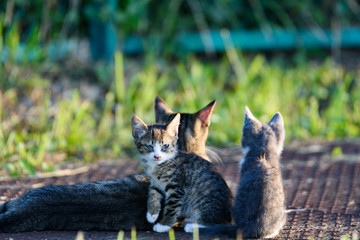ねこ