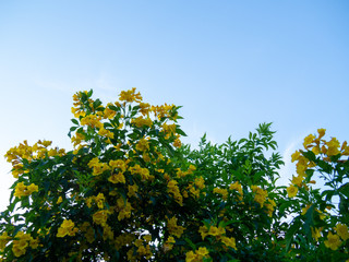 Fototapeta na wymiar Tecoma stans tree in garden, Blossoms of Yellow Trumpetbush on blue sky, Common name is Yellow bell / Yellow elder / Trumpet vine.