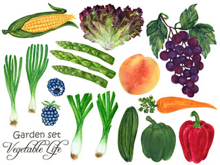 Watercolor Set vegetable and fruits seasons spring rainy in garden plants Hand-Painted Isolated on white background