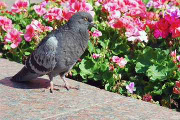 One dove walks along the edge of flower bed with beautiful red pink geranium flowers on sunny day