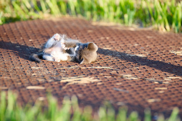 ねこ