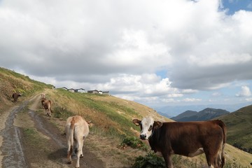 village houses in the forest .artvin turkey