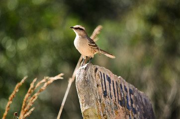 Bird watching