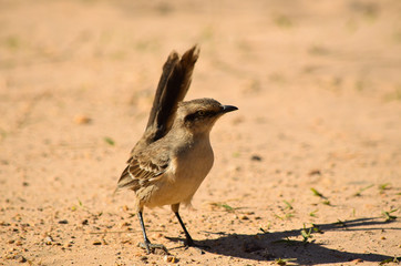 Bird