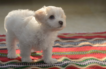 White puppy maltese dog sitting on carpet