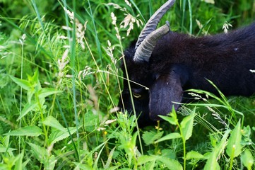 The black goat grazes among the green grasses