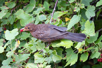 Blackbird on currant. Our birds