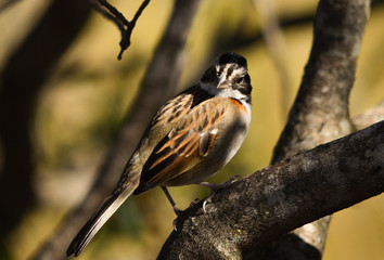 Bird in a branch