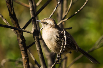 Bird in a branch