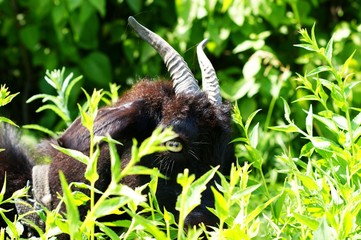 The black goat grazes among the green grasses
