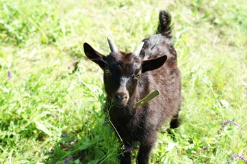 Dark goat on summer meadow - selective focus