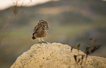 Owl watching