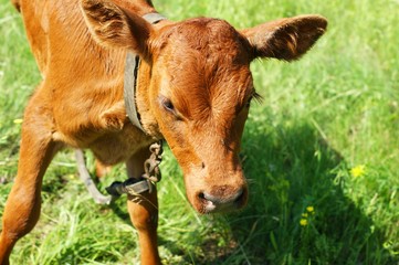 Red pied young calf bull is peeing, urinating in a pasture.