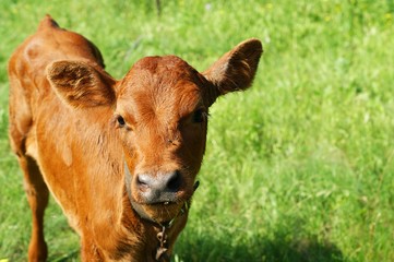 Red pied young calf bull is peeing, urinating in a pasture.