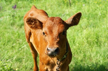Red pied young calf bull is peeing, urinating in a pasture.