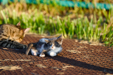 ねこ