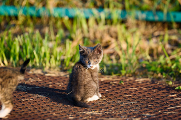 ねこ