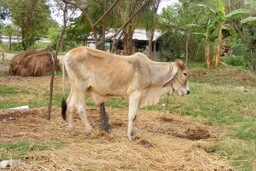 Naklejka na ściany i meble animal thailande